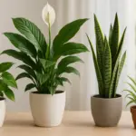 Piante d’appartamento che purificano l’aria: Scegli quelle davvero efficaci secondo gli studi