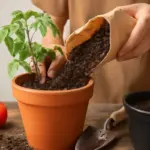Terriccio per pomodori in vaso: il mix che evita ristagni e marciumi radicali