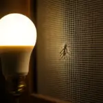 Lampadine LED e zanzariere: l’abbinamento che riduce gli insetti la sera